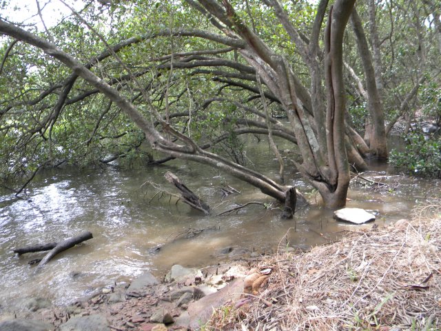 Saltpan Creek - 10 km from La Perouse